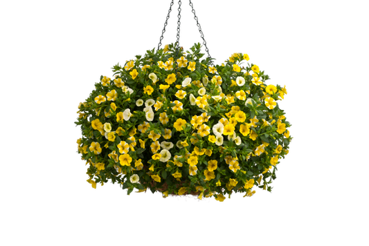 Brighter Than Sunshine - Hanging Basket Kit - LandscapeDirect