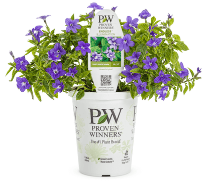 Browallia Endless Illumination - LandscapeDirect