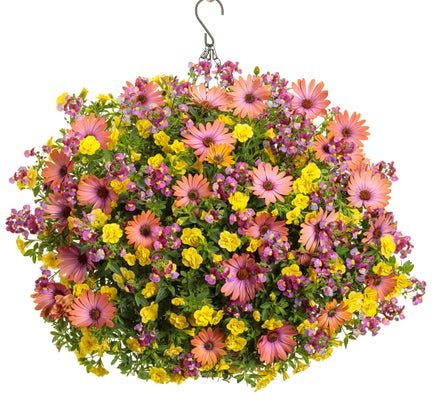 Bundle of Joy - Hanging Basket Kit - LandscapeDirect