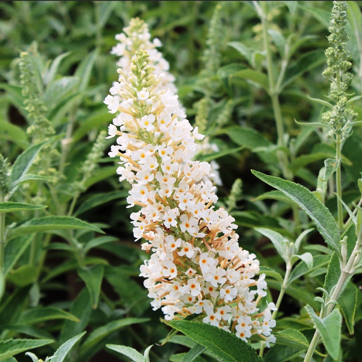Buzz - Ivory Butterfly Bush - LandscapeDirect