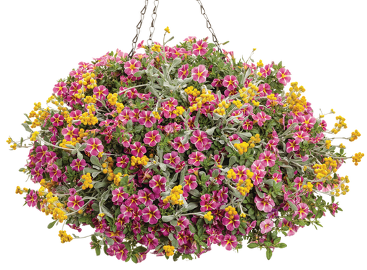 By Chance - Hanging Basket Kit - LandscapeDirect