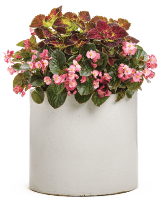 Cabin in the Woods - Patio Container Kit - LandscapeDirect