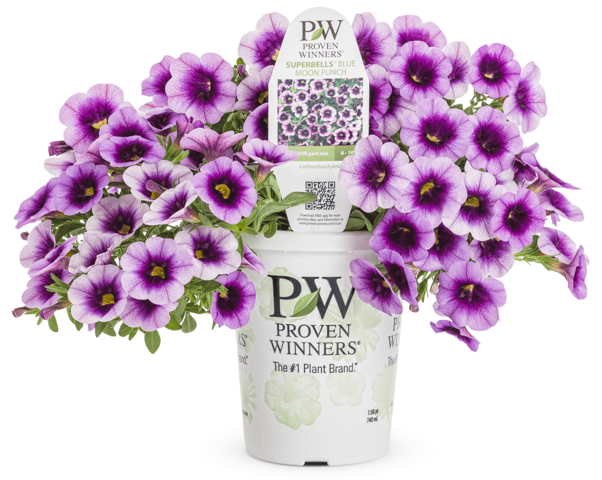 Calibrachoa Superbells Blue Moon Punch - LandscapeDirect