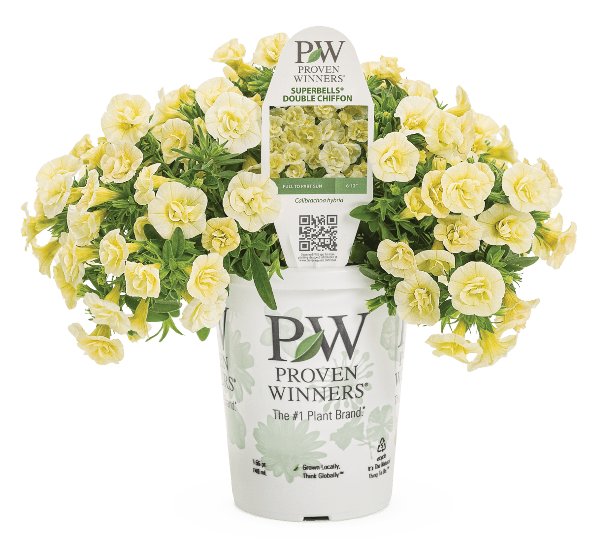 Calibrachoa Superbells Double Chiffon - LandscapeDirect