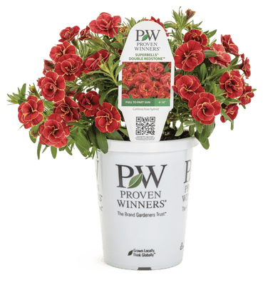 Calibrachoa Superbells Double Redstone - LandscapeDirect