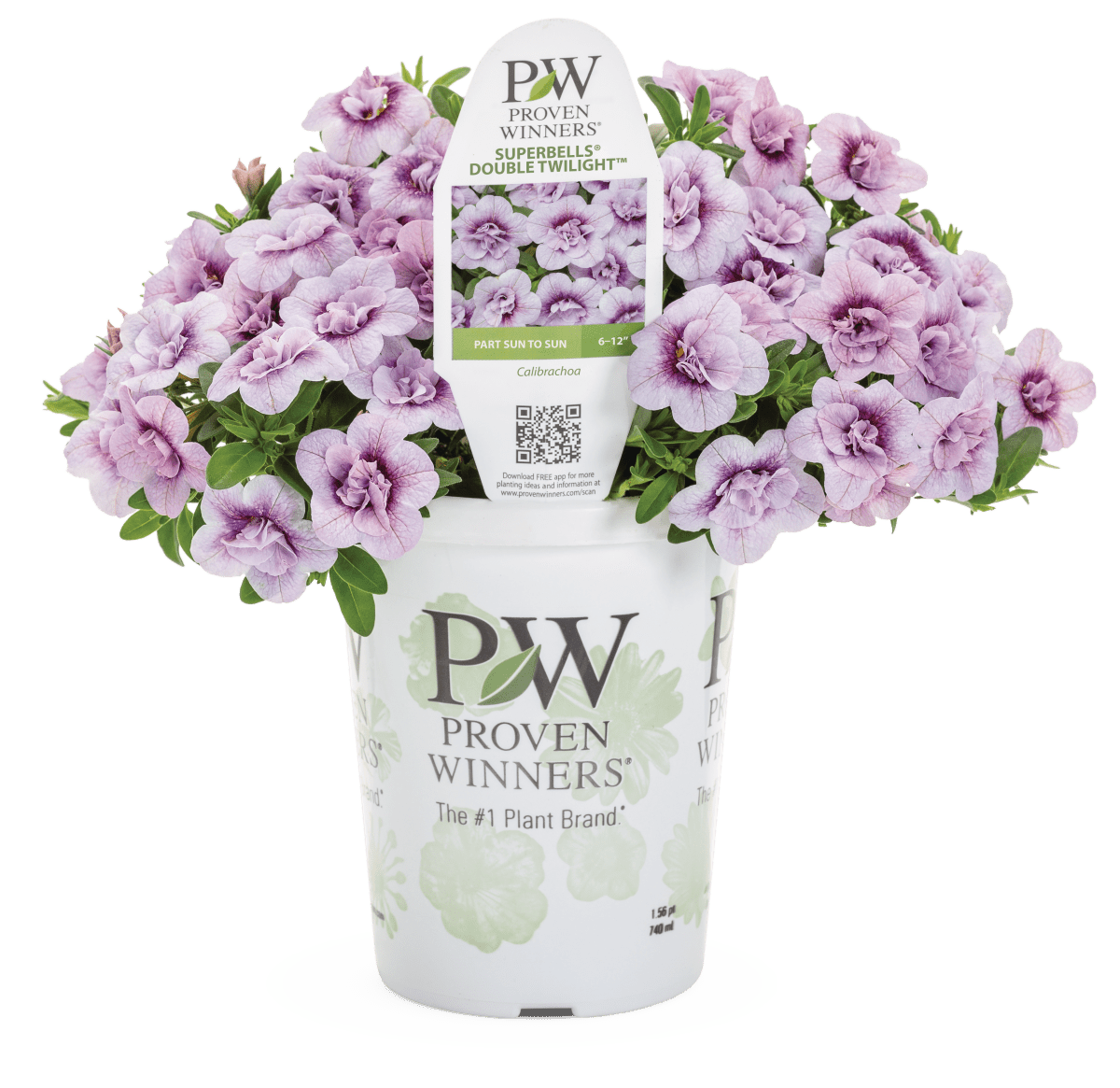 Calibrachoa Superbells Double Twilight - LandscapeDirect