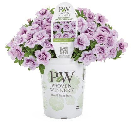 Calibrachoa Superbells Double Twilight - LandscapeDirect