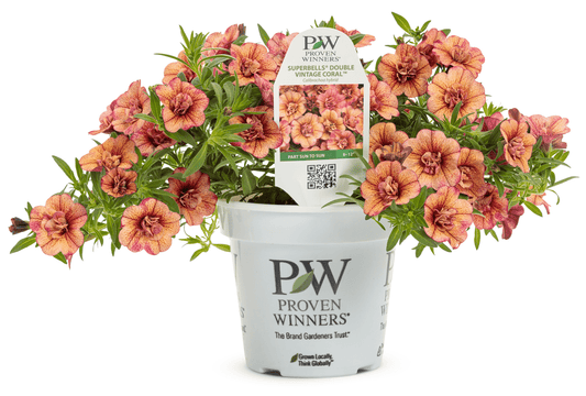 Calibrachoa Superbells Double Vintage Coral - LandscapeDirect