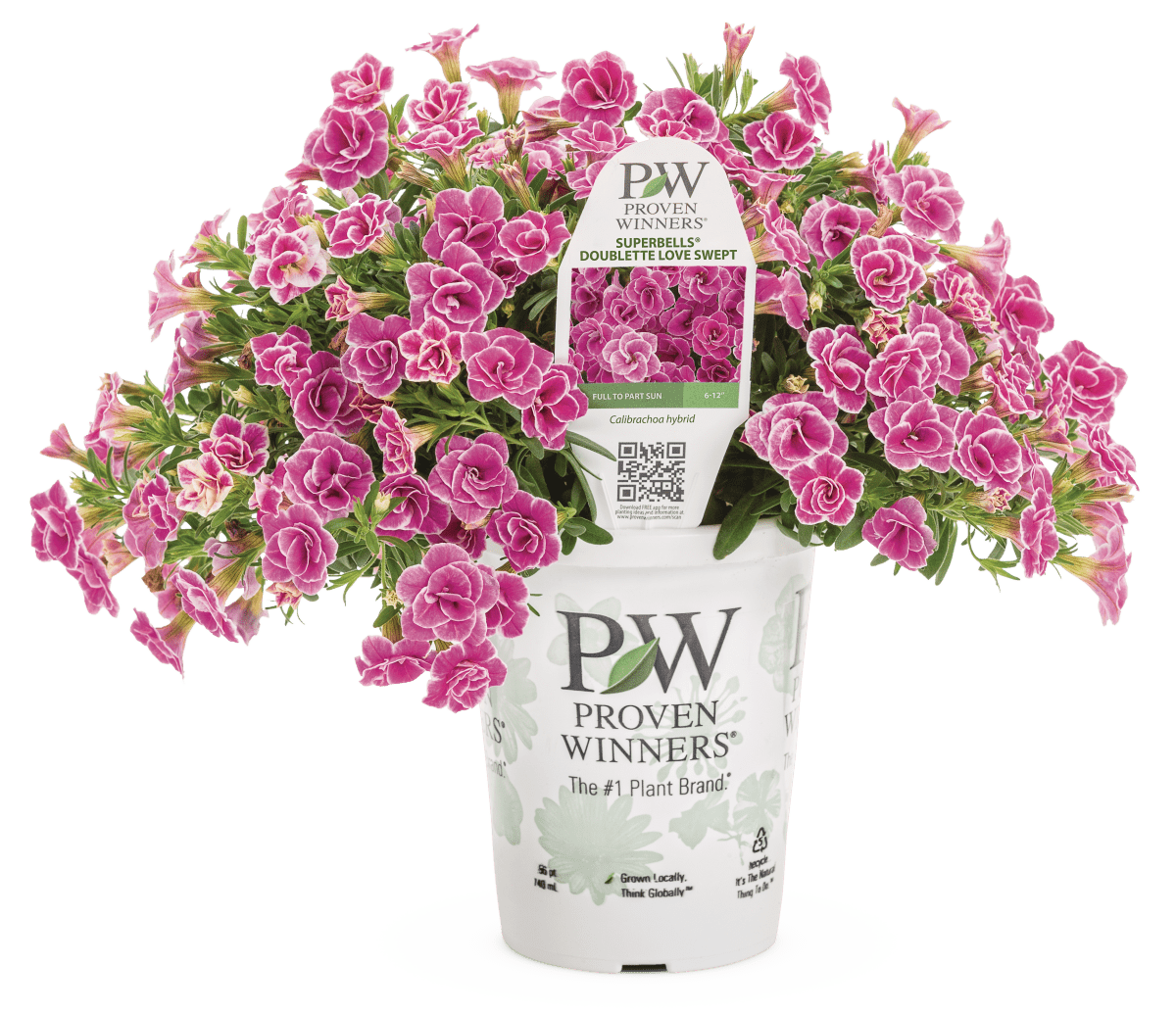 Calibrachoa Superbells Doublette Love Swept - LandscapeDirect