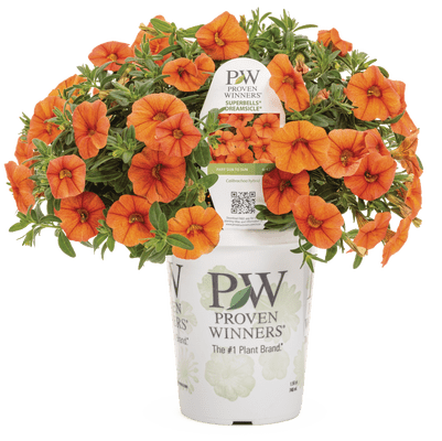 Calibrachoa Superbells Dreamsicle - LandscapeDirect