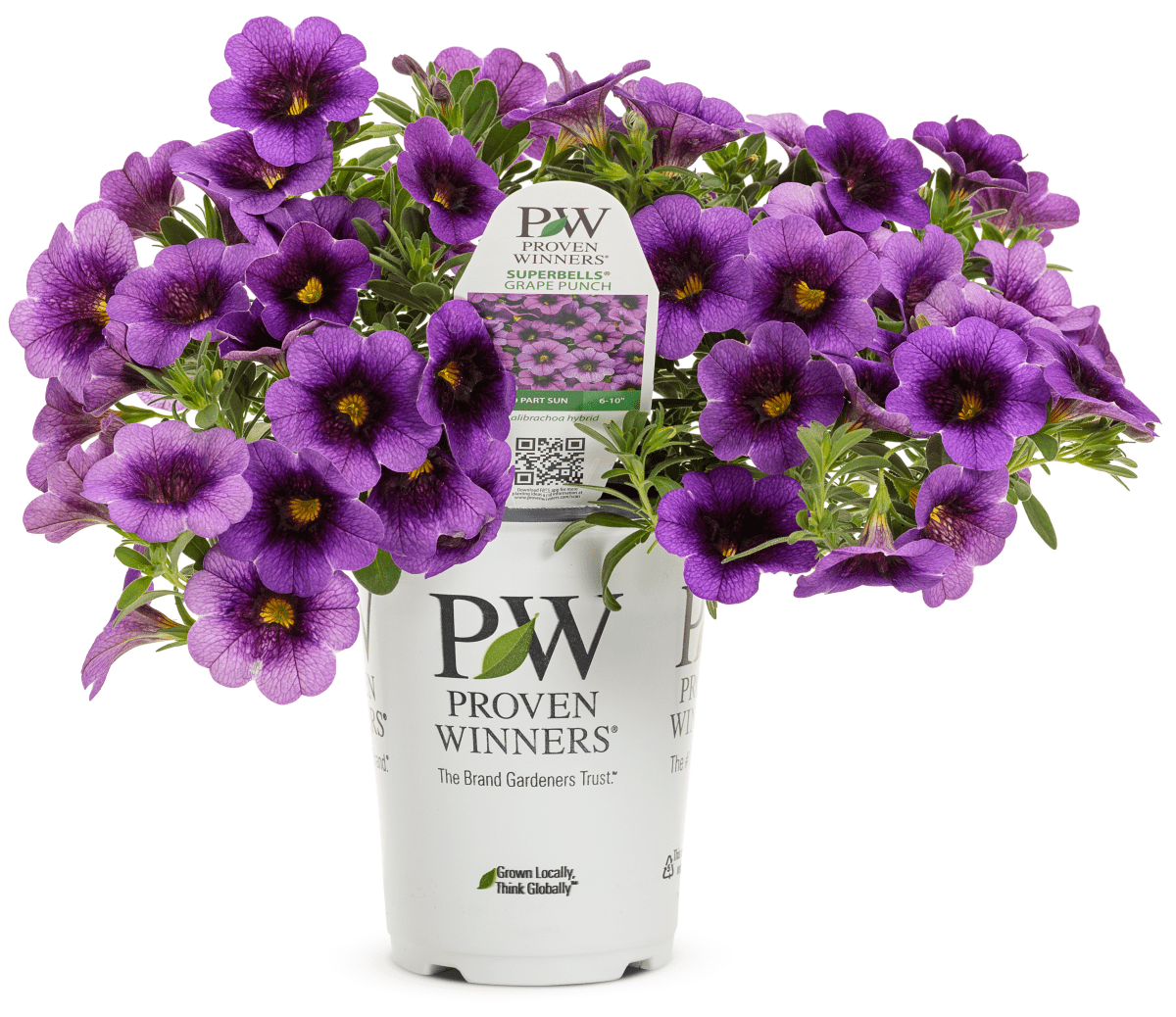 Calibrachoa Superbells Grape Punch - LandscapeDirect