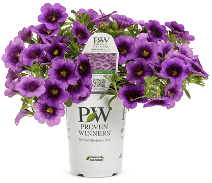 Calibrachoa Superbells Grape Punch - LandscapeDirect