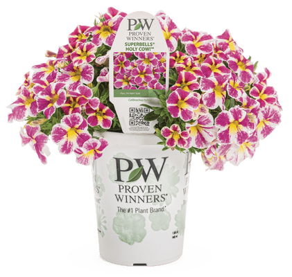 Calibrachoa Superbells Holy Cow! - LandscapeDirect