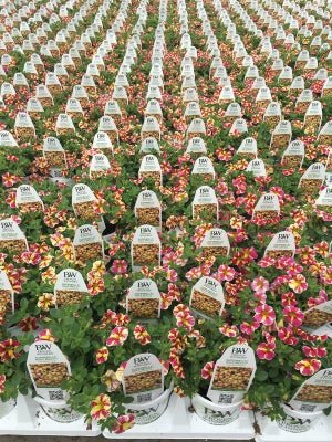 Calibrachoa Superbells Holy Moly! - LandscapeDirect