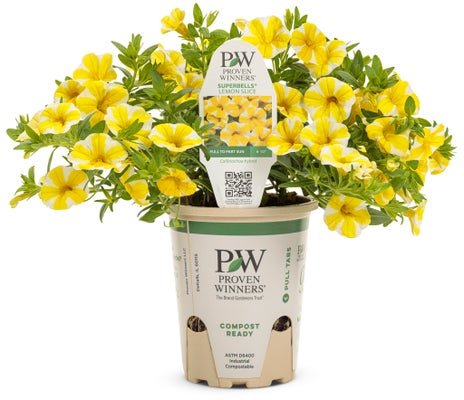 Calibrachoa Superbells Lemon Slice - LandscapeDirect
