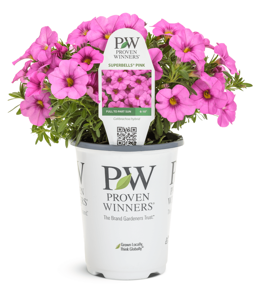 Calibrachoa Superbells Pink - LandscapeDirect