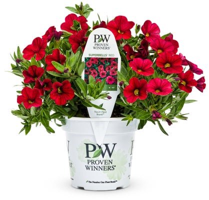 Calibrachoa Superbells Red - LandscapeDirect