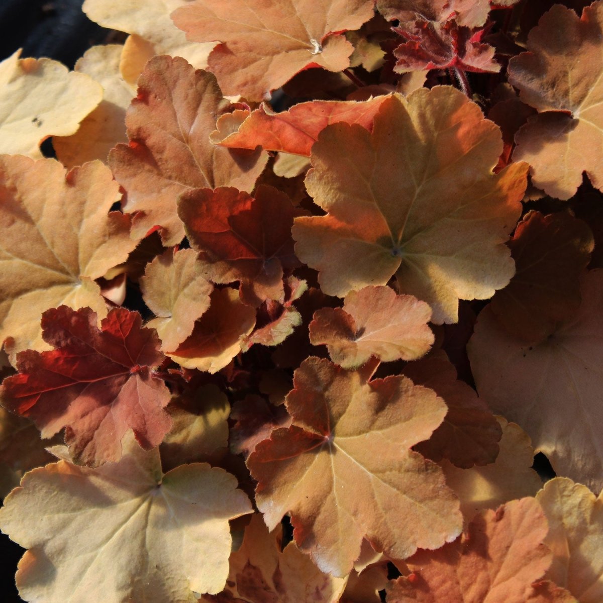 Caramel Coral Bells - LandscapeDirect