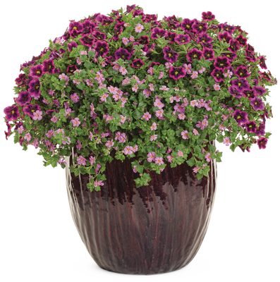 Celia - Patio Container Kit - LandscapeDirect