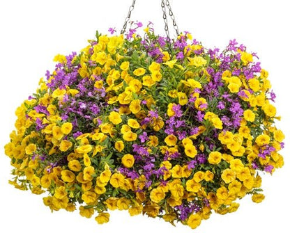 Cha Cha - Hanging Basket Kit - LandscapeDirect