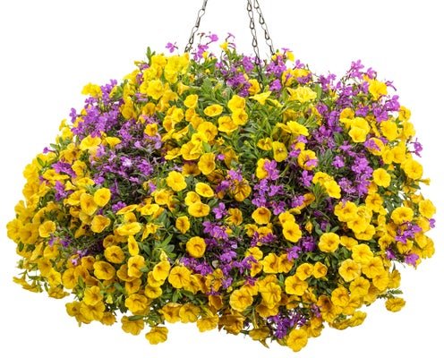 Cha Cha - Hanging Basket Kit - LandscapeDirect