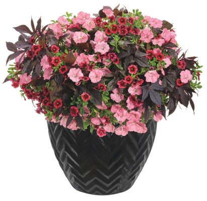 Cherryade - Patio Container Kit - LandscapeDirect