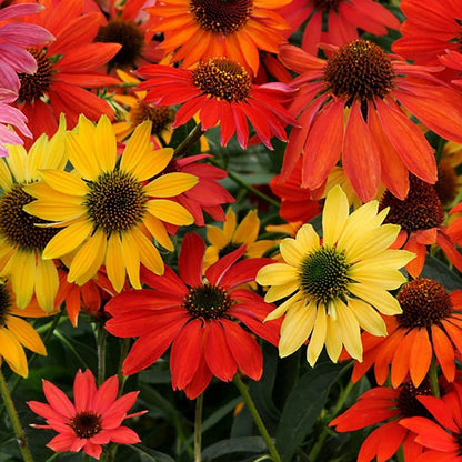 Cheyenne Spirit Coneflower - LandscapeDirect