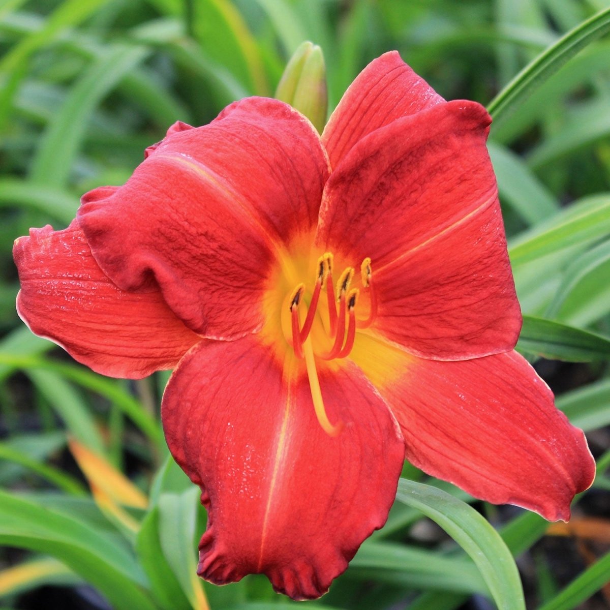 Chicago Apache Daylily - LandscapeDirect