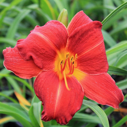 Chicago Apache Daylily - LandscapeDirect