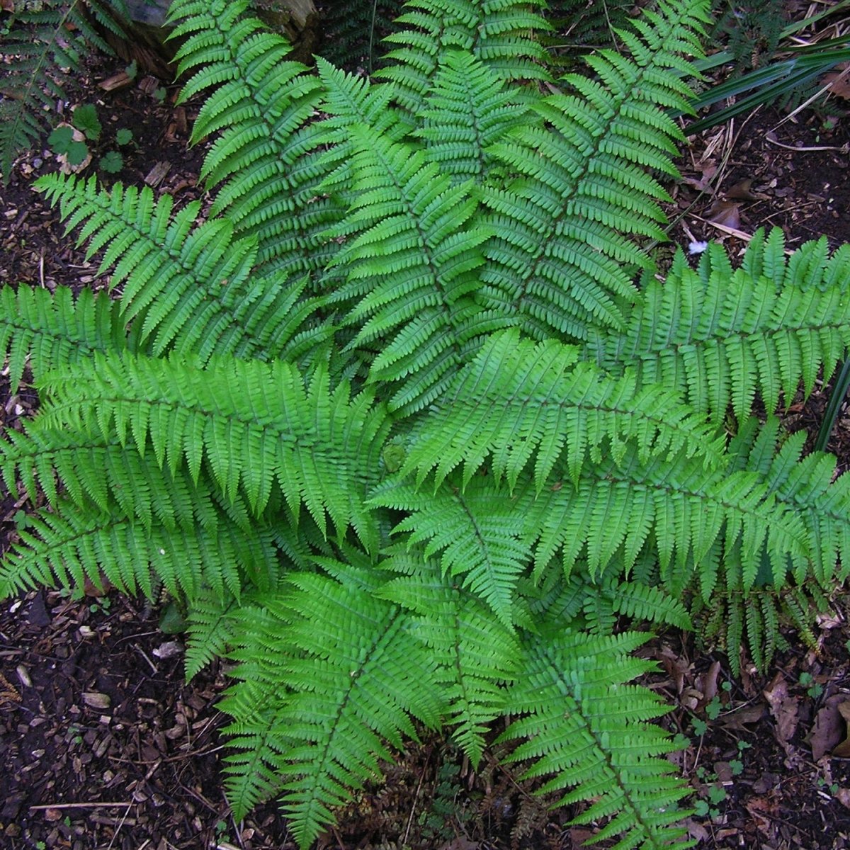 Christmas Fern - LandscapeDirect