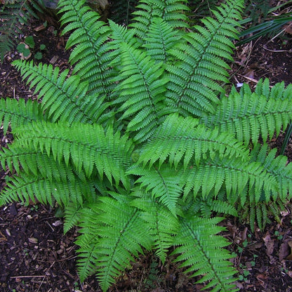 Christmas Fern - LandscapeDirect