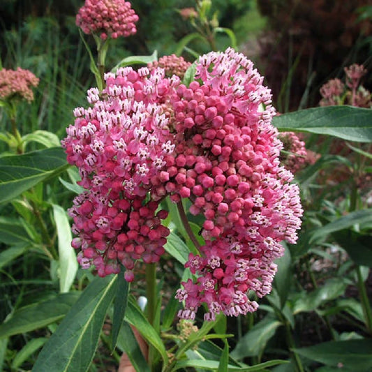 Cinderella Swamp Milkweed - LandscapeDirect