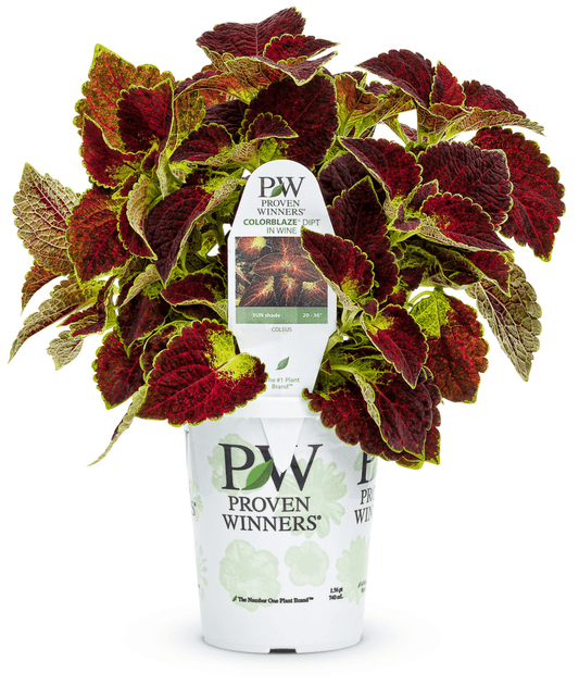 Coleus ColorBlaze Dipt in Wine - LandscapeDirect