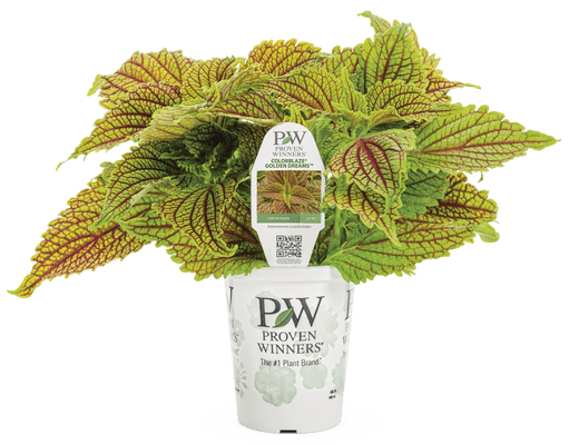 Coleus ColorBlaze Golden Dreams - LandscapeDirect