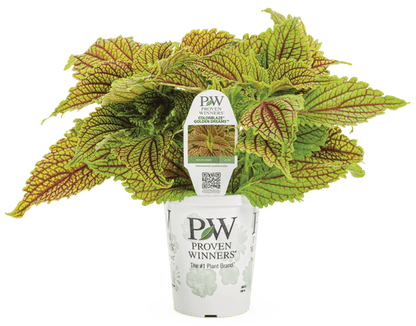 Coleus ColorBlaze Golden Dreams - LandscapeDirect