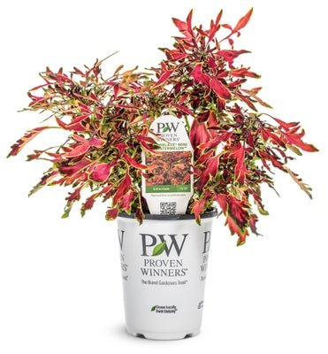 Coleus ColorBlaze Mini Me Watermelon - LandscapeDirect