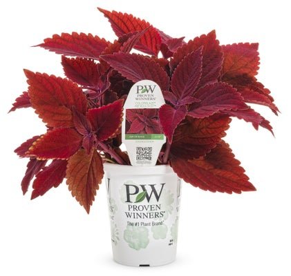 Coleus ColorBlaze Rediculous - LandscapeDirect