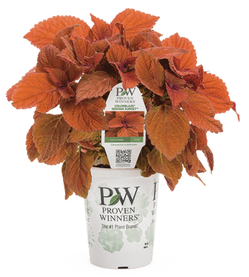 Coleus ColorBlaze Sedona Sunset - LandscapeDirect