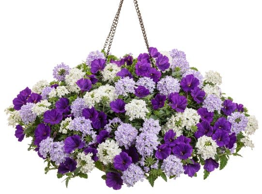 Cool Water - Hanging Basket Kit - LandscapeDirect