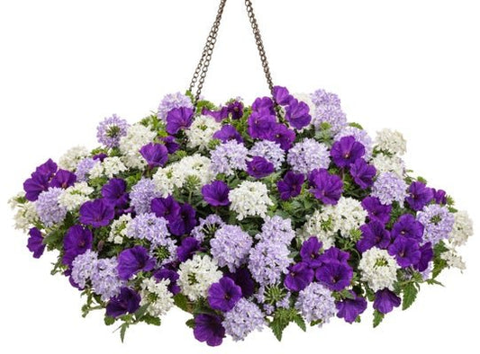 Cool Water - Hanging Basket Kit - LandscapeDirect