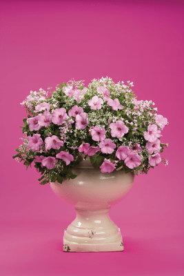 Cottage Sun - Patio Container Kit - LandscapeDirect