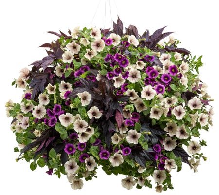 Country Morning - Hanging Basket Kit - LandscapeDirect