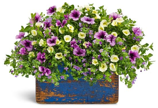 Country Sampler - Patio Container Kit - LandscapeDirect