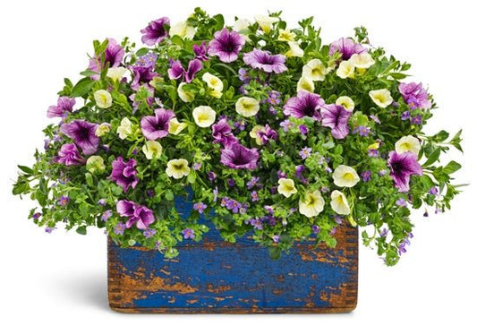 Country Sampler - Patio Container Kit - LandscapeDirect