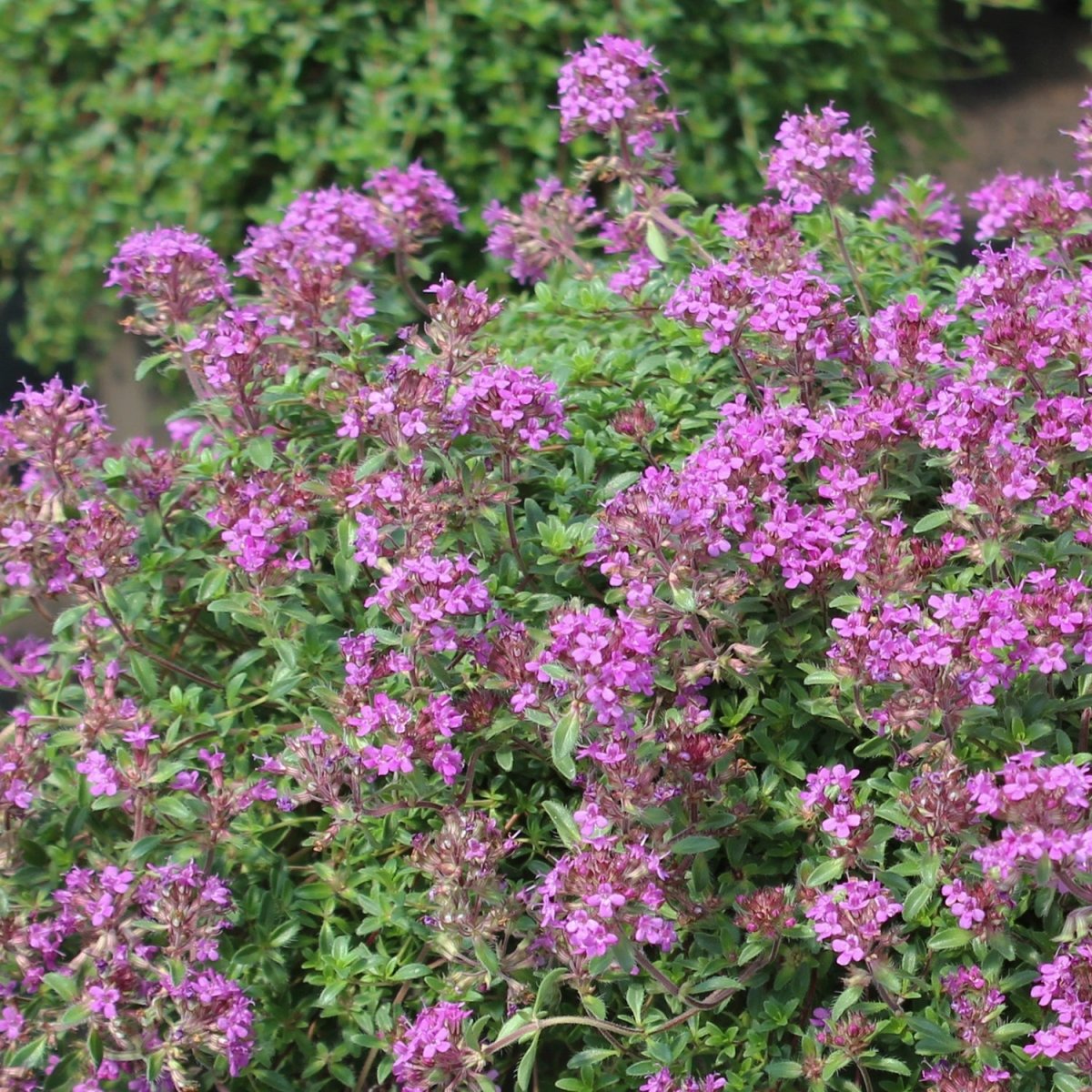 Creeping Thyme - LandscapeDirect