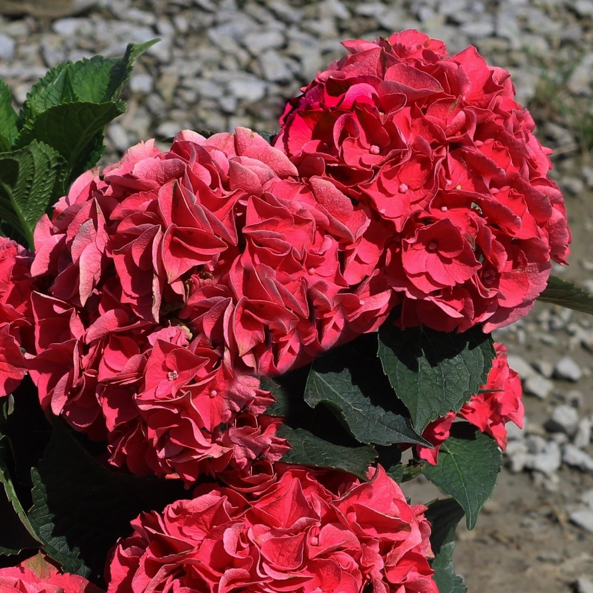 Crimson Hydrangea - LandscapeDirect