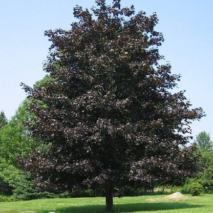 Crimson King Maple - LandscapeDirect