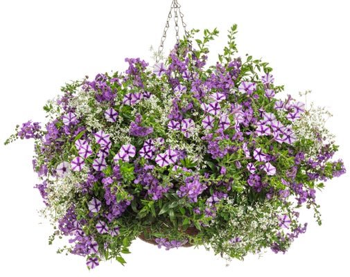Crushed Ice - Hanging Basket Kit - LandscapeDirect