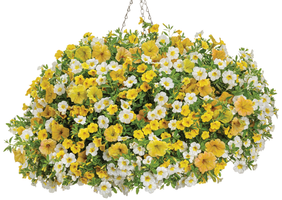 Crushed Pineapple - Hanging Basket Kit - LandscapeDirect