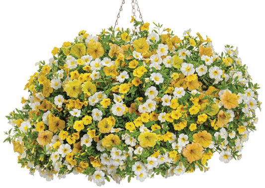 Crushed Pineapple - Hanging Basket Kit - LandscapeDirect